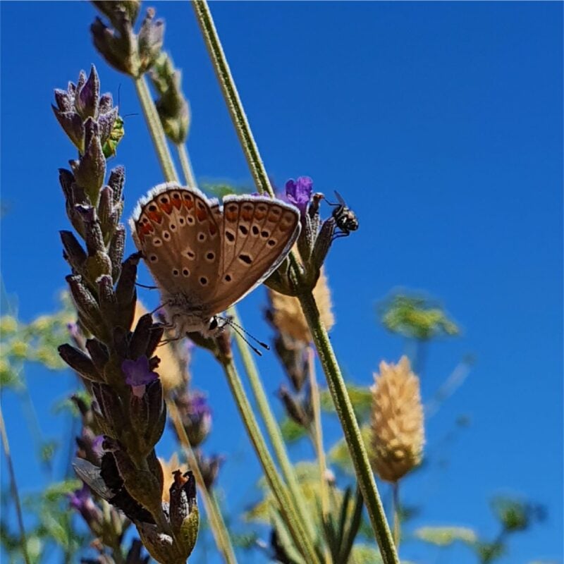 Dimora Cala Del Pozzo