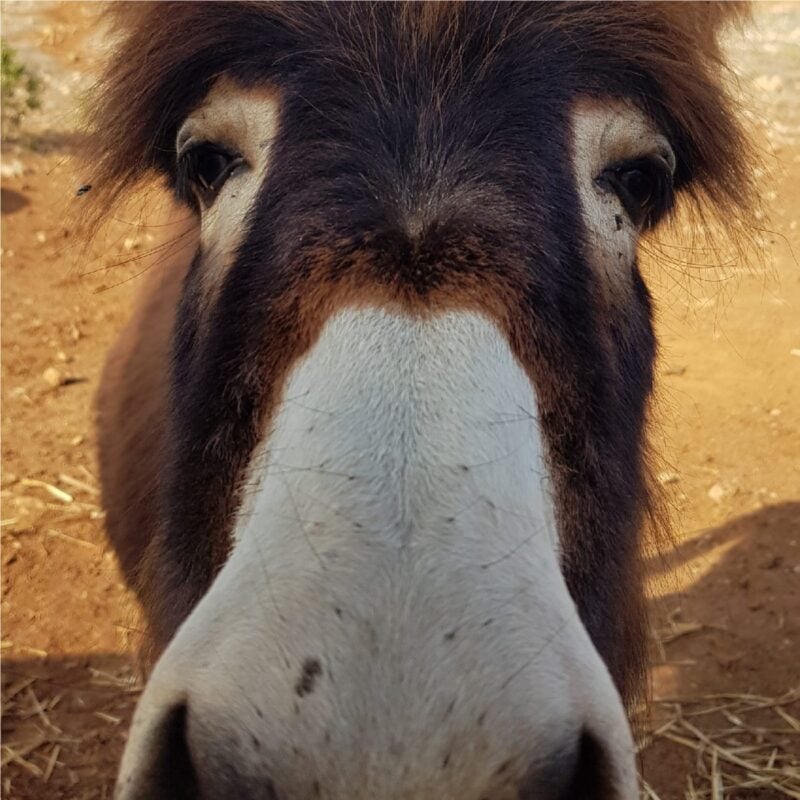 Dimora Cala Del Pozzo