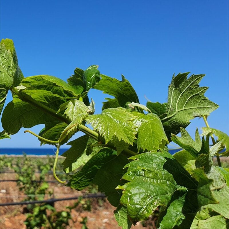 Dimora Cala Del Pozzo