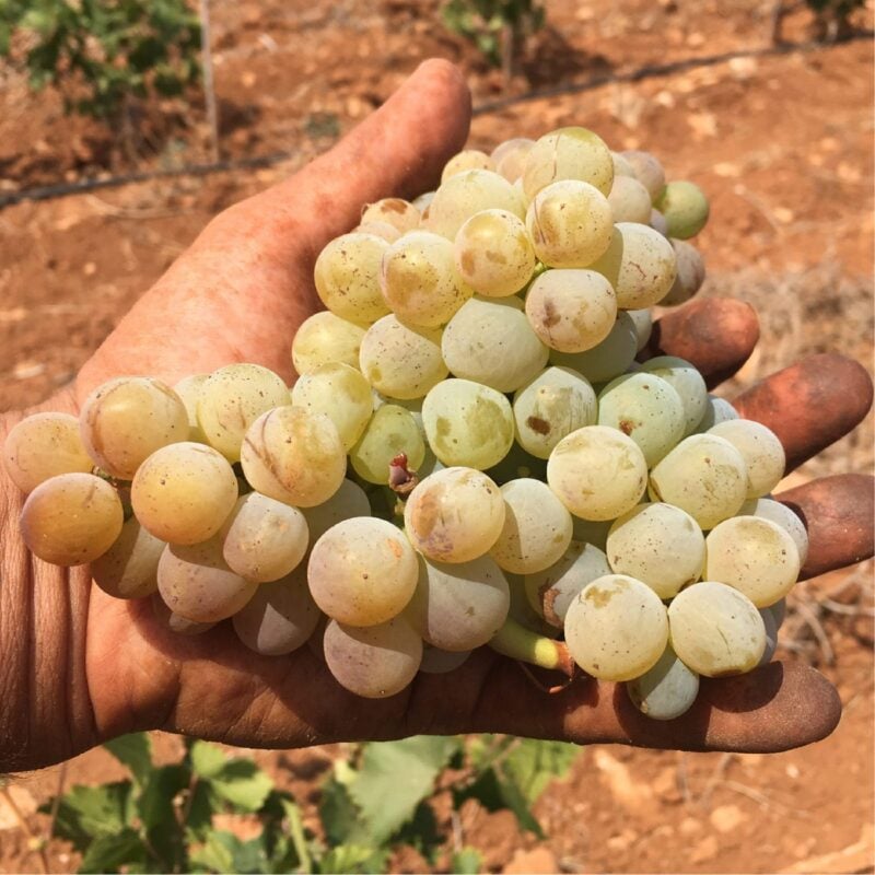 Dimora Cala Del Pozzo