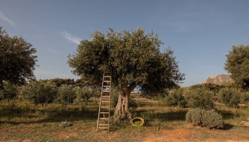 Terre del Favonio