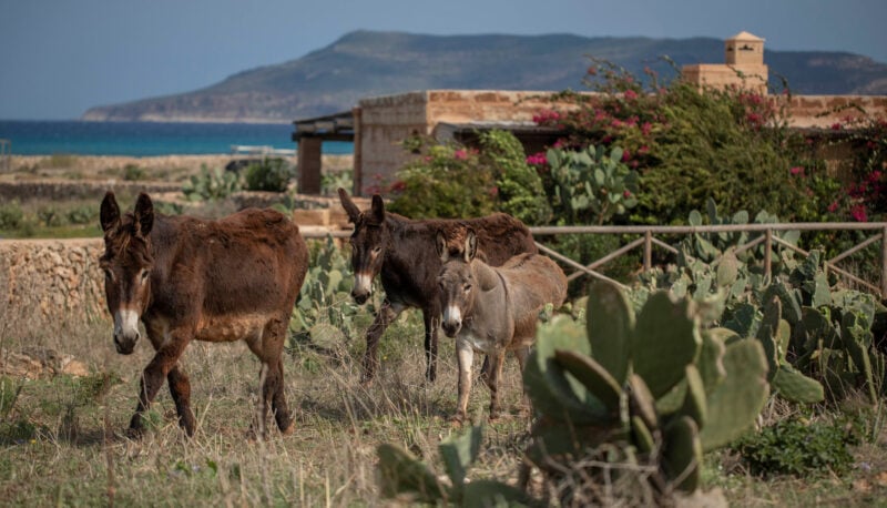 Terre del Favonio