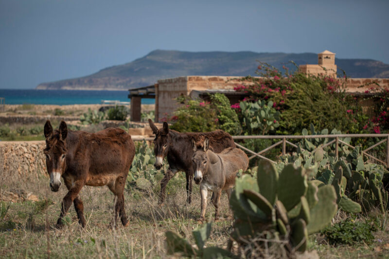 Dimora dell'Olivastro
