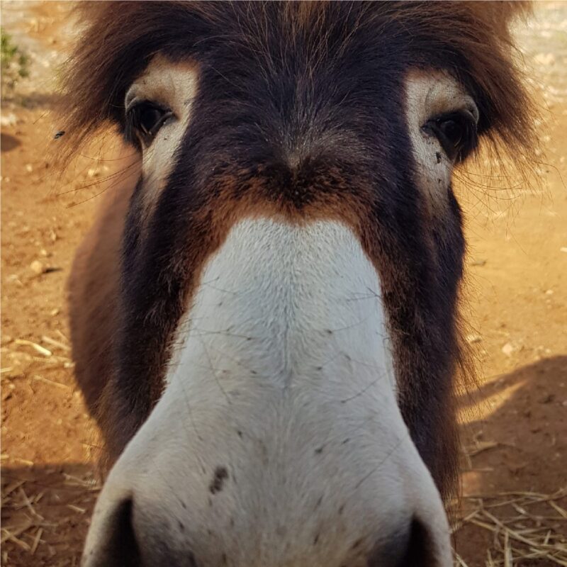 Dimora dell'Olivastro