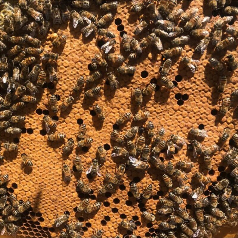 Dimora dell'Olivastro