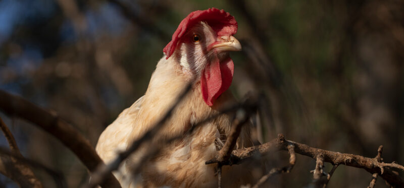 Dimora dell'Olivastro