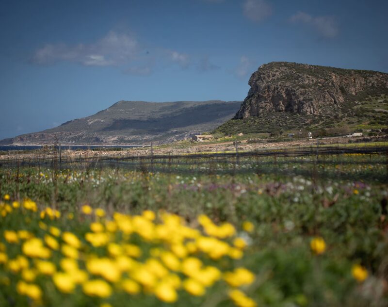 Dimora dell'Olivastro