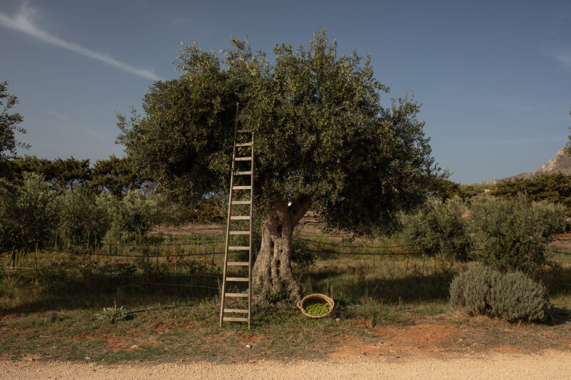 Dimora dell'Olivastro