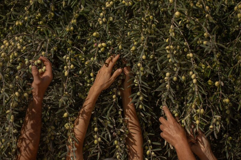 Dimora dell'Olivastro