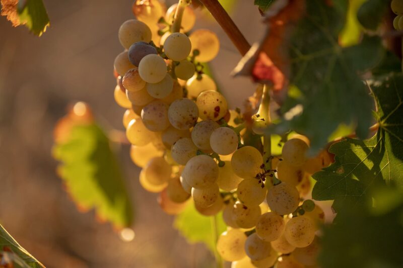 Dimora dell'Olivastro